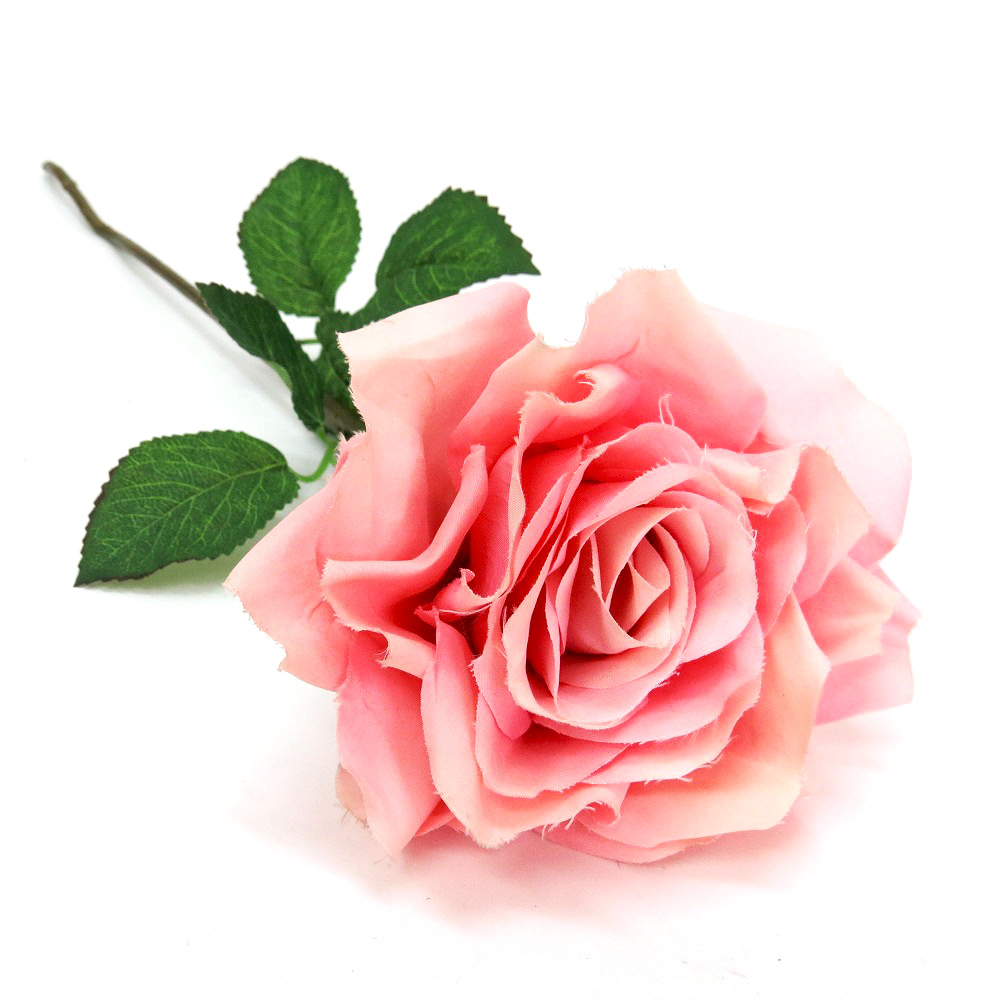 B 57 Pink Dream Rose 57 cmh (6 per box)