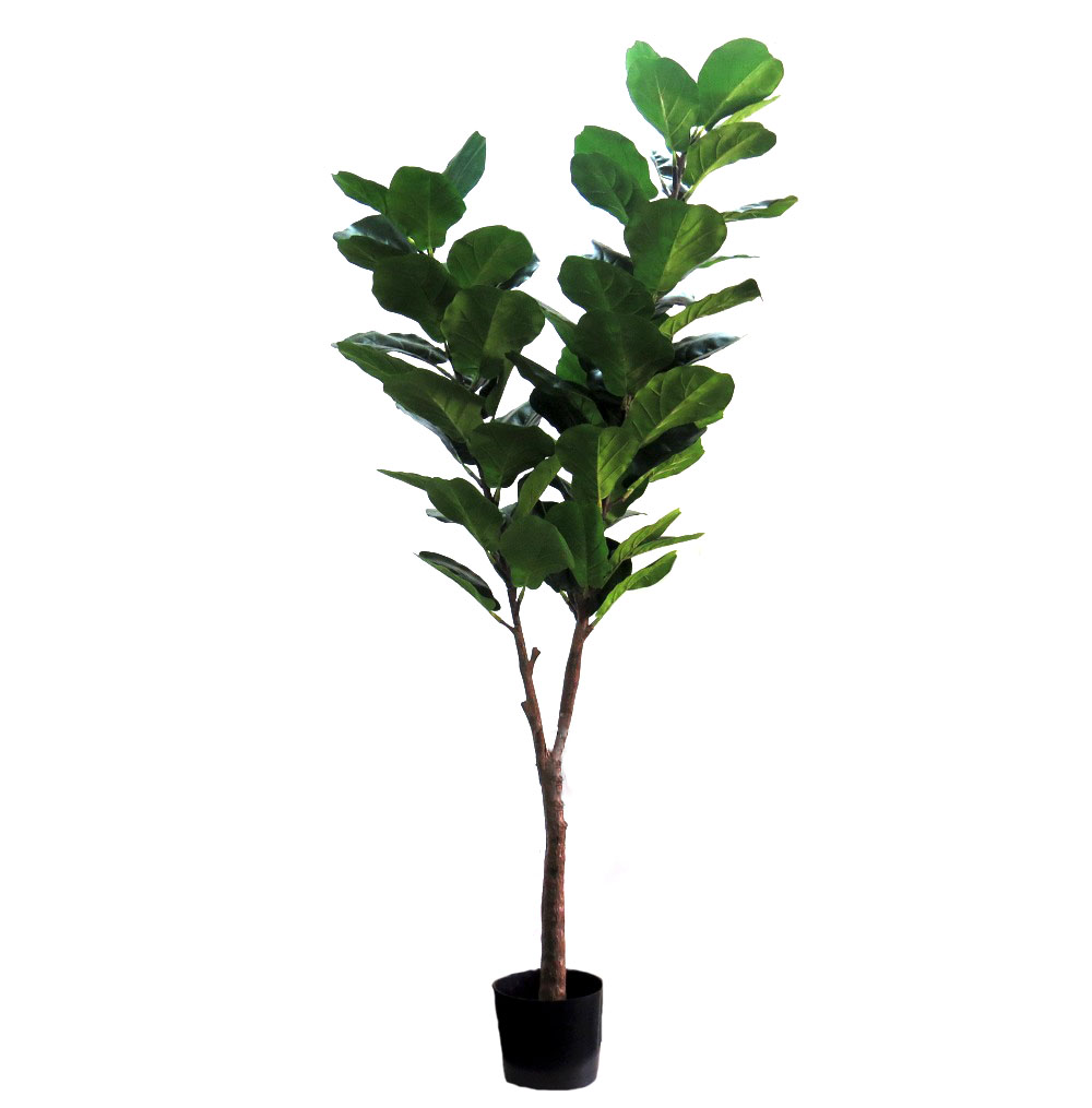BT 13 Fiddle fig 190 cml