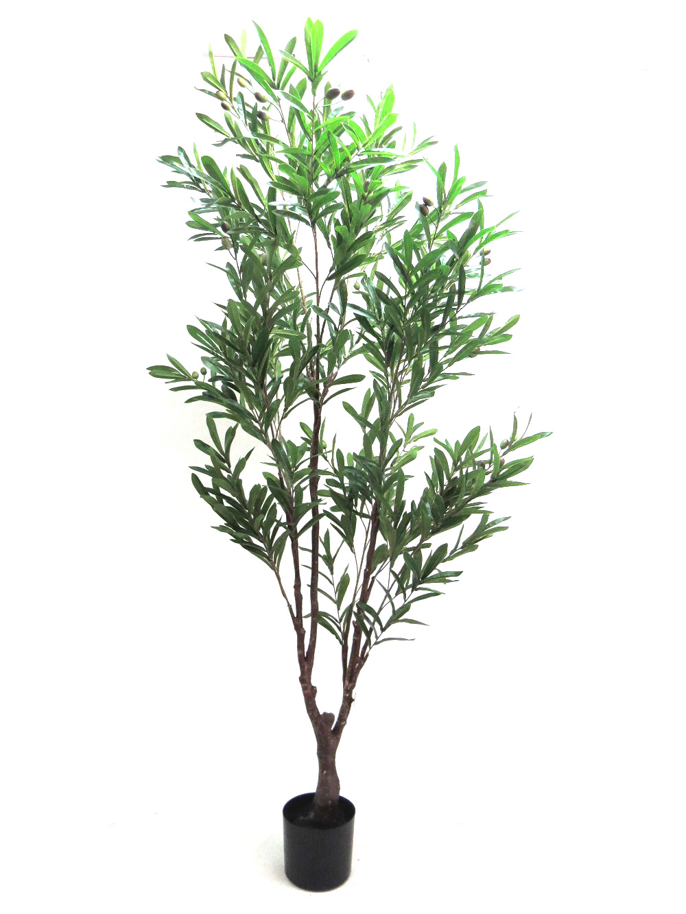 GL 63 Olive Tree 180 cmh
