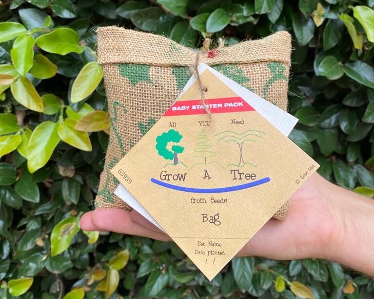 Grow A Tree in a bag - Monkey Thorn tree seeds