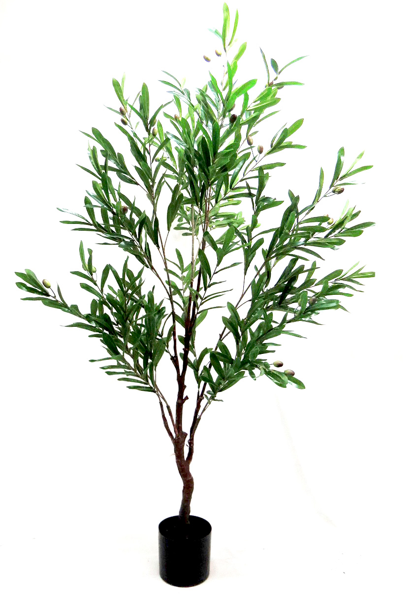 GL 62 Olive tree 150 cmh