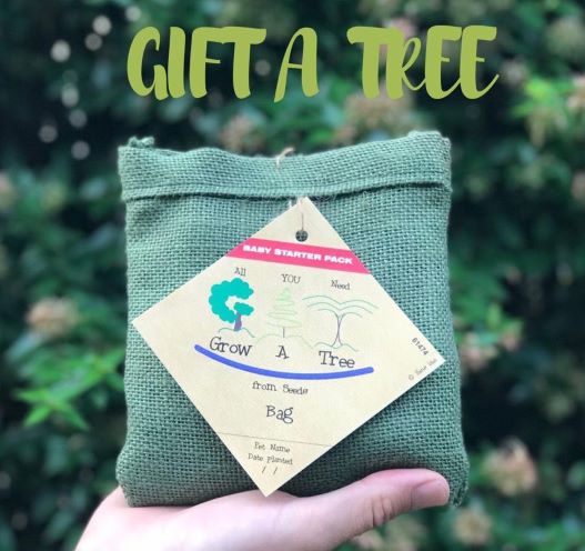 Grow A Tree in a bag – Yellowwood Tree