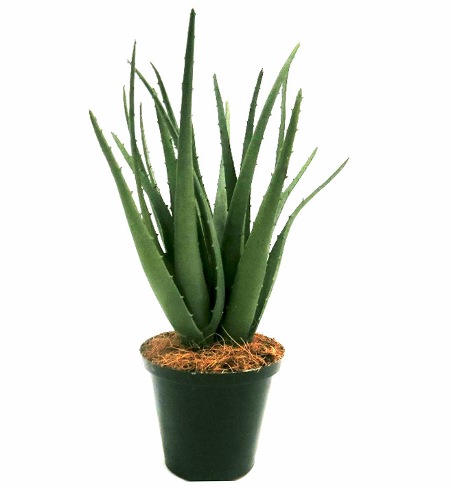 GRO 57 Aloe Natal 28 cml