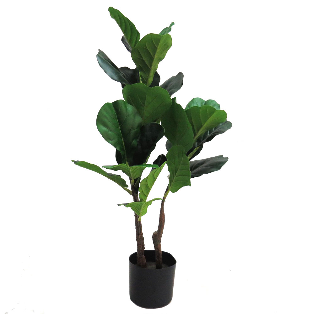 BT 11 Fiddle fig 80 cml